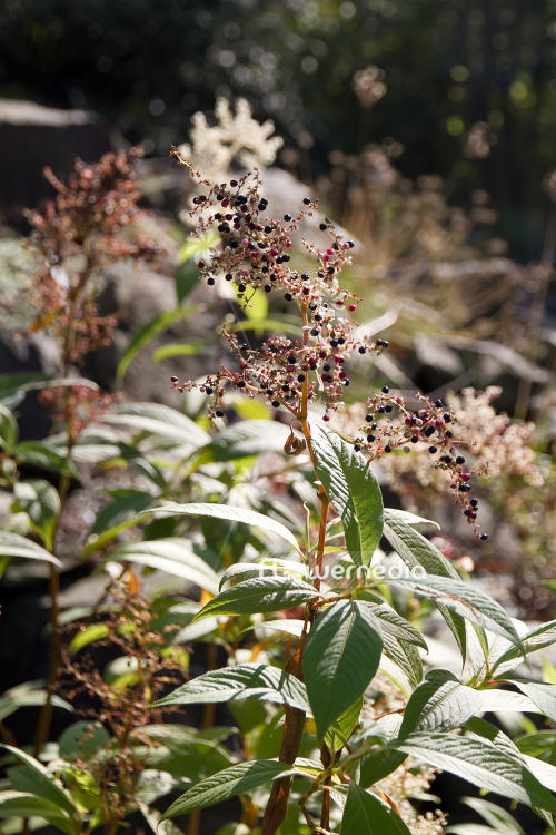 Persicaria mollis - Knotweed (104318)