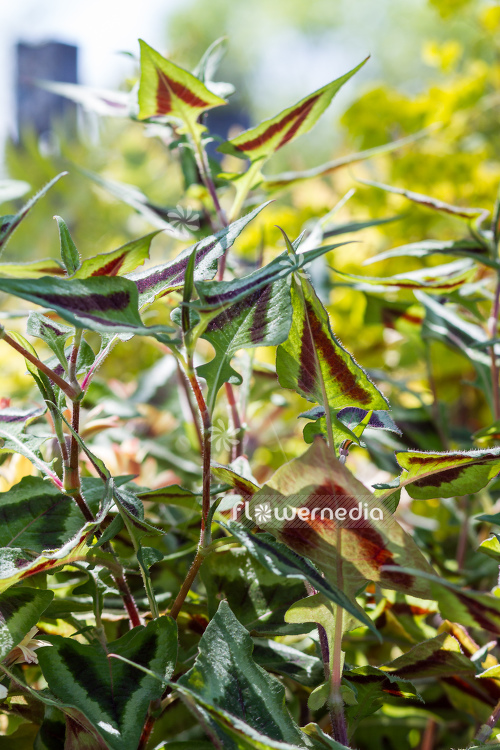 Persicaria runcinata 'Purple Fantasy' - Knotweed (105542)