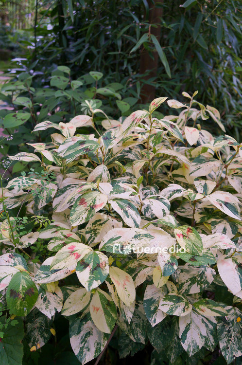 Persicaria virginiana 'Painters Palette' - Virginia knotweed (104322)