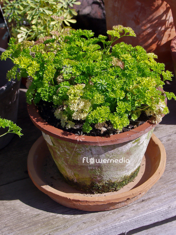 Petroselinum crispum - Parsley (101467)