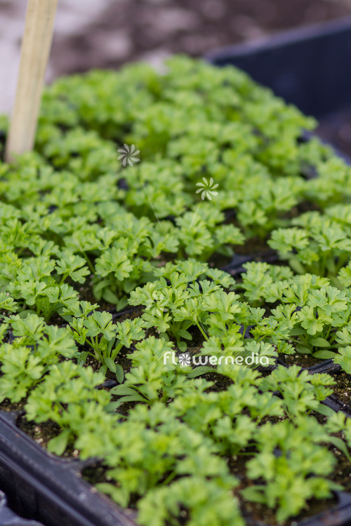 Petroselinum crispum - Parsley (104325)