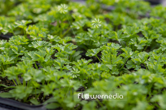 Petroselinum crispum - Parsley (104326)