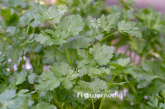 Petroselinum crispum var. neapolitanum - Flat-leaved parsley (104327)