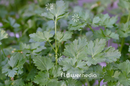 Petroselinum crispum var. neapolitanum - Flat-leaved parsley (104328)