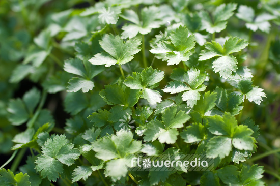 Petroselinum crispum var. neapolitanum - Flat-leaved parsley (104329)