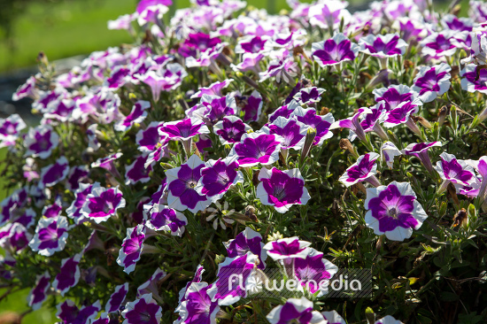 Petunia 'BigDeal Pinkadilly Circus' (111184)