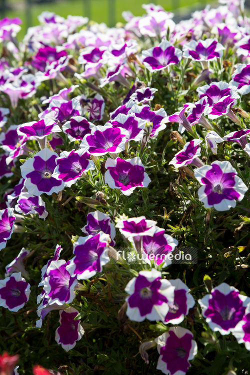 Petunia 'BigDeal Pinkadilly Circus' (111185)