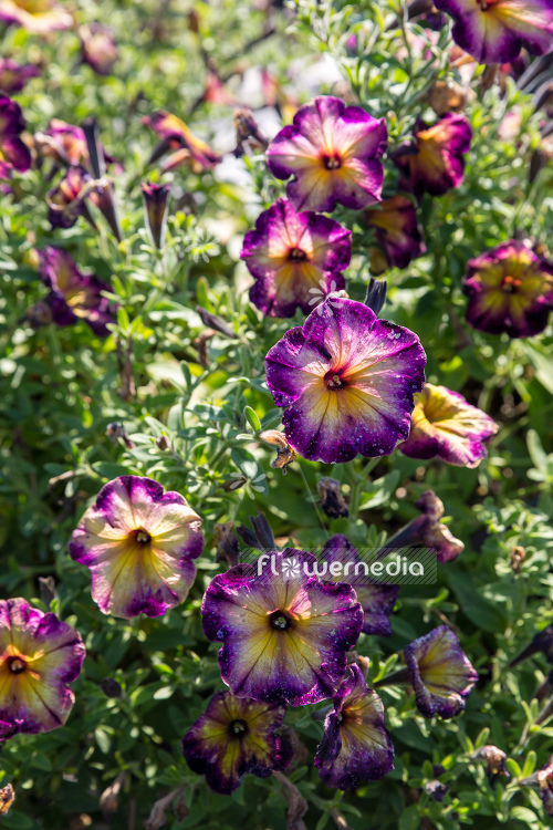 Petunia 'Crazytunia Moonstruck' (111206)