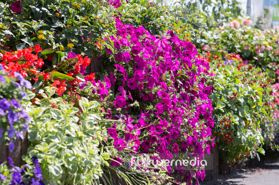 Petunia grandiflora | Cultivar (111212)