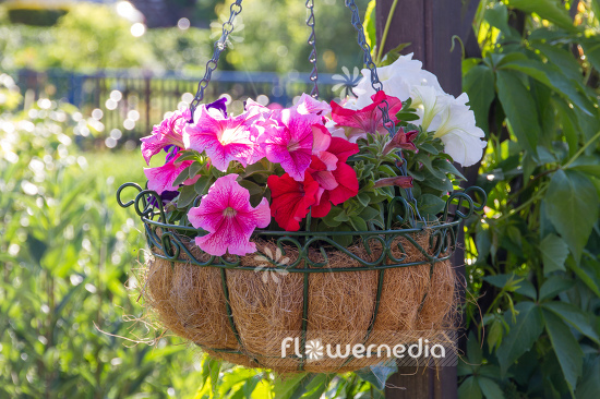 Petunia grandiflora | Cultivar (111213)