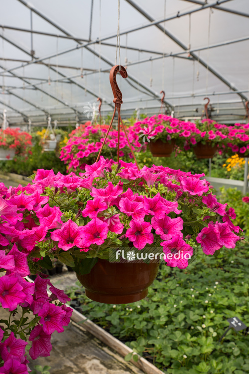 Petunia grandiflora | Cultivar (111214)
