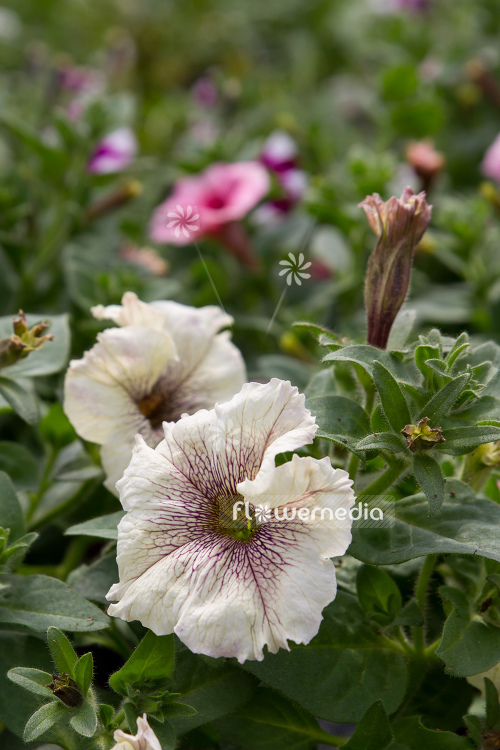 Petunia grandiflora | Cultivar (111221)
