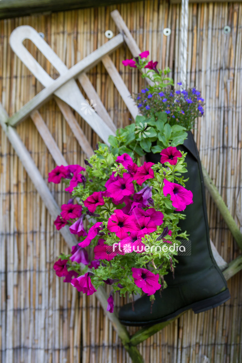 Petunia grandiflora | Cultivar (111222)