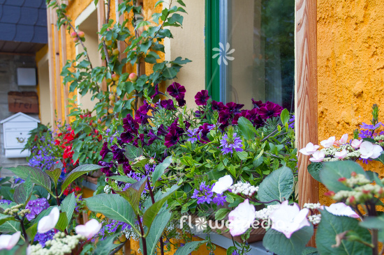 Petunia grandiflora | Cultivar (111225)