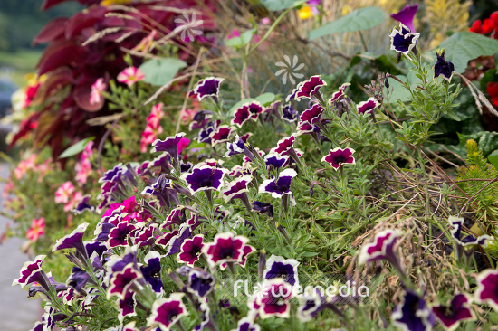 Petunia grandiflora | Cultivar (111227)