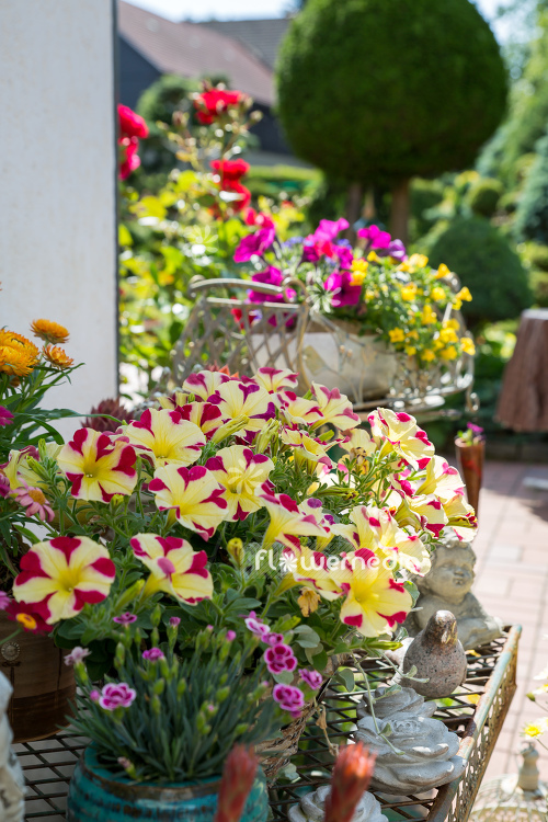 Petunia grandiflora | Cultivar (111674)