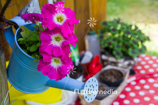 Petunia grandiflora | Cultivar (111675)