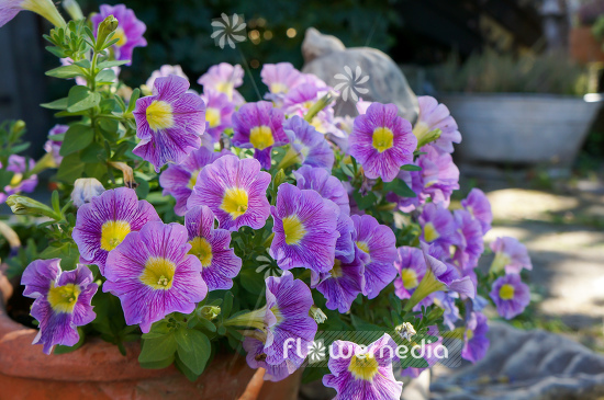Petunia grandiflora | Cultivar (111676)