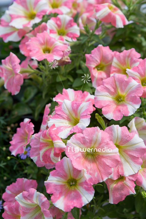 Petunia multiflora | Cultivar (111250)