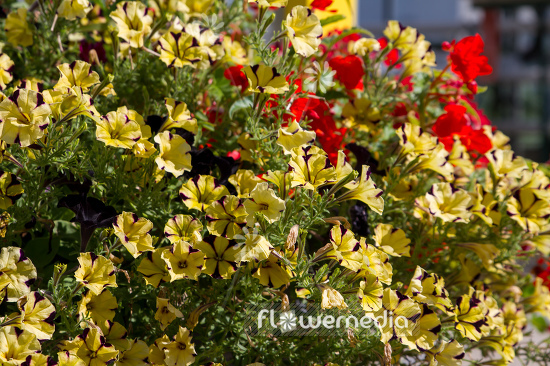Petunia multiflora | Cultivar (111255)