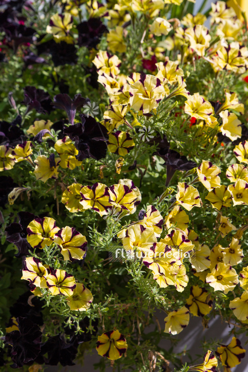 Petunia multiflora | Cultivar (111256)