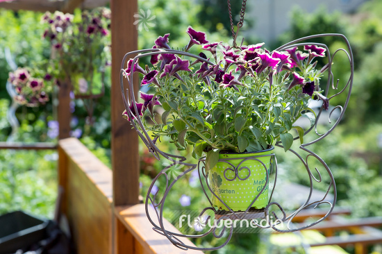 Petunia multiflora | Cultivar (111262)