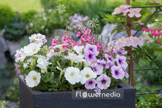 Petunia multiflora | Cultivar (111263)