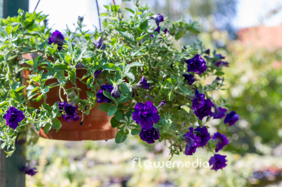 Petunia multiflora | Cultivar (111265)