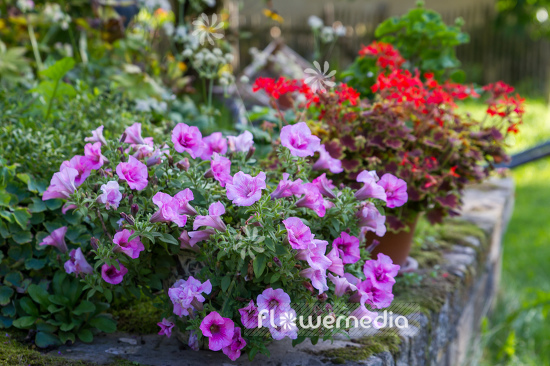 Petunia multiflora | Cultivar (111270)