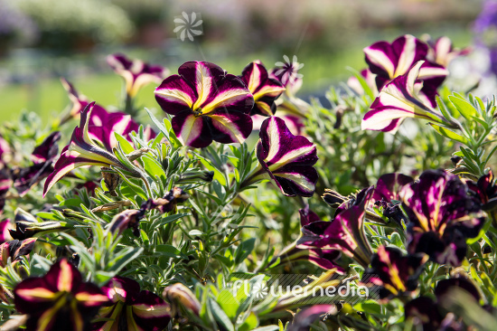 Petunia 'Prettytonia Black Cherry Stripes' (111276)