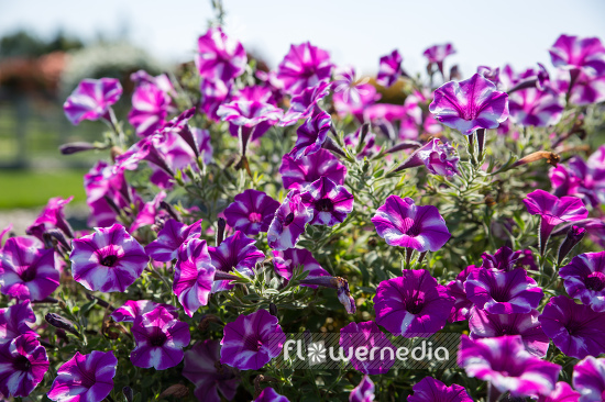 Petunia 'Raspberry Star' (111277)