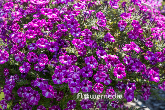 Petunia 'Raspberry Star' (111281)