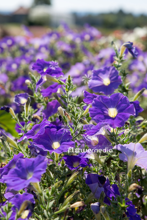 Petunia 'Ray Classic Blue' (111282)