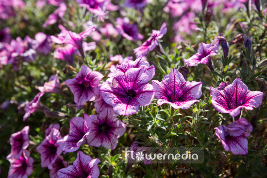 Petunia 'Sweetunia Burgundy' (111283)