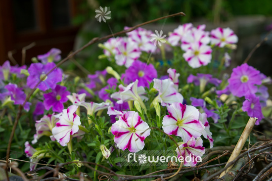 Petunia 'White Star' (111285)