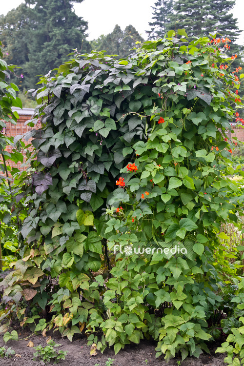 Phaseolus coccineus - Runner bean (104332)
