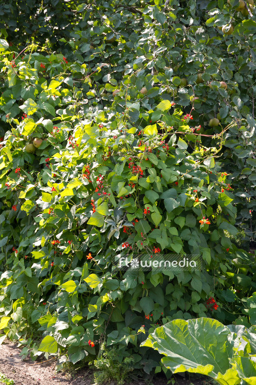 Phaseolus coccineus - Runner bean (104336)