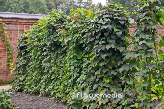 Phaseolus coccineus - Runner bean (104337)
