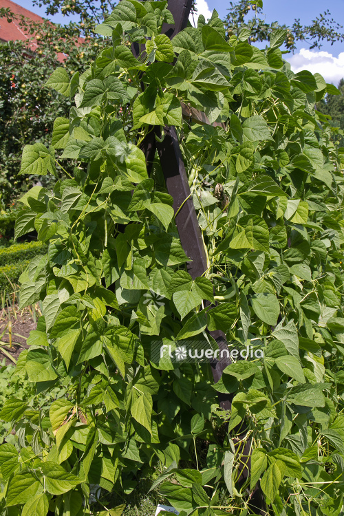 Phaseolus vulgaris var. vulgaris - Bean (104338)