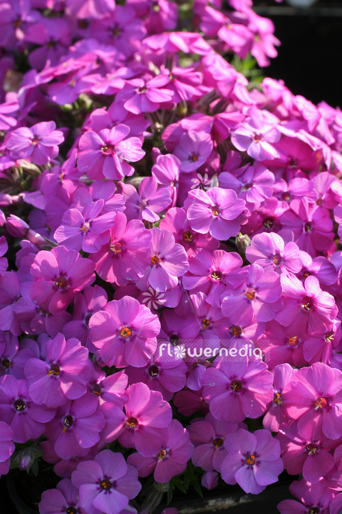Phlox douglasii 'Crackerjack' - Tufted phlox (104341)