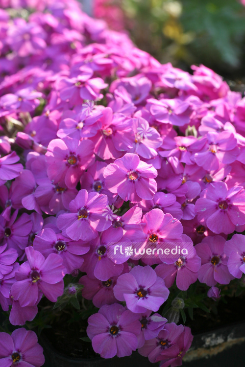 Phlox douglasii 'Crackerjack' - Tufted phlox (104342)
