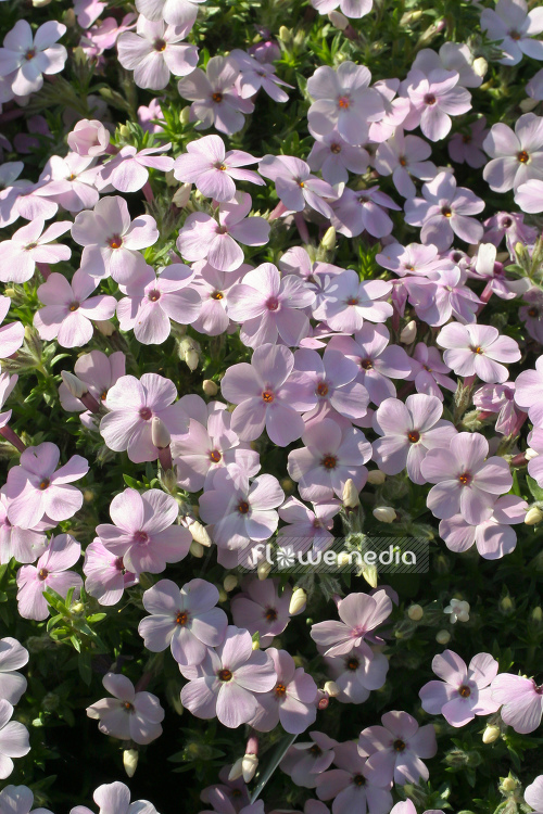 Phlox douglasii 'Lilac Cloud' - Tufted phlox (104344)