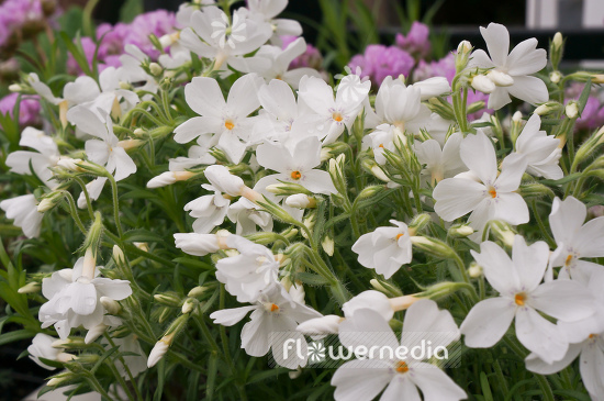 Phlox douglasii 'White Admiral' - Tufted phlox (104345)