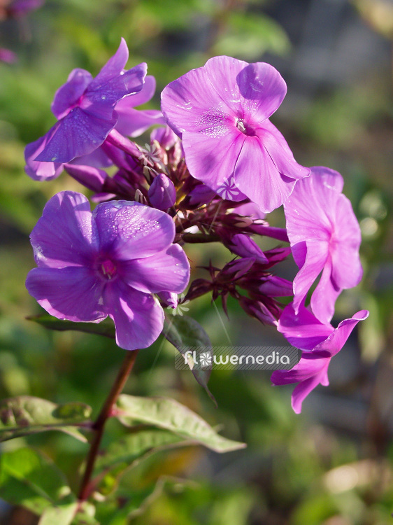 Phlox paniculata 'Amethyst' - Perennial phlox (101482)