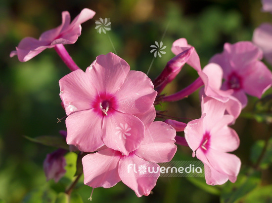 Phlox paniculata 'Flamingo' - Perennial phlox (101483)