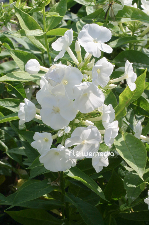 Phlox paniculata 'Monte Cristallo' - Perennial phlox (101484)