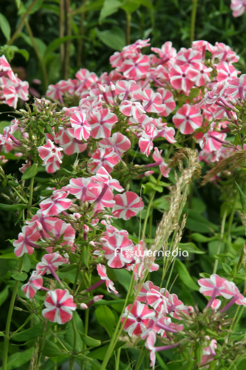 Phlox paniculata 'Peppermint Twist' - Perennial phlox (104351)