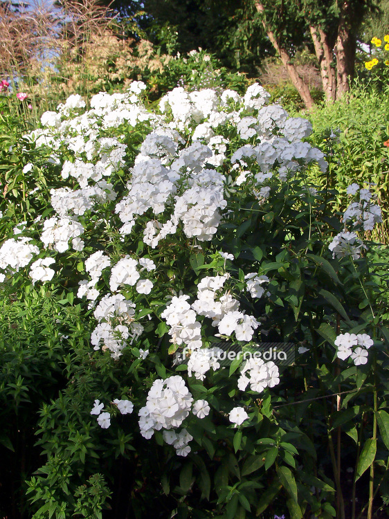 Phlox paniculata 'Schneeferner' - Perennial phlox (101486)