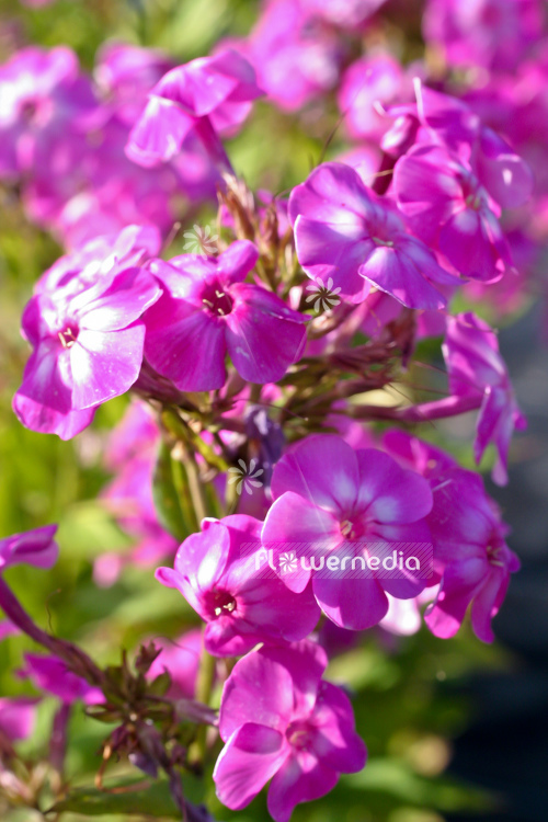 Phlox paniculata 'The King' - Perennial phlox (104356)
