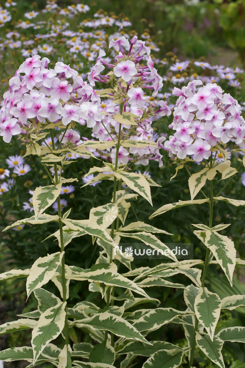 Phlox paniculata 'Variegata' - Perennial phlox (104357)